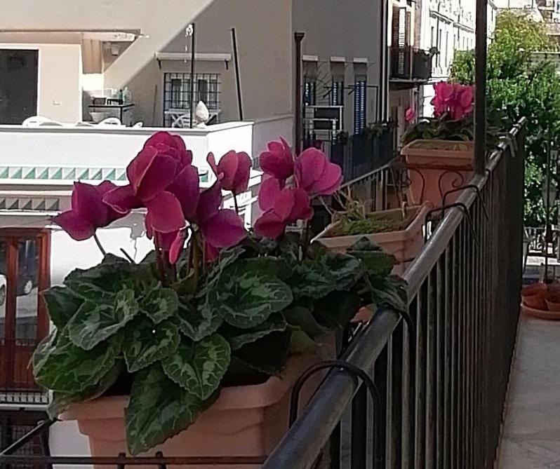 Calimero Luxury Suite Παλέρμο Εξωτερικό φωτογραφία